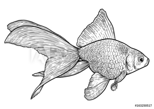 Bild på Goldfish illustration drawing engraving ink line art vector